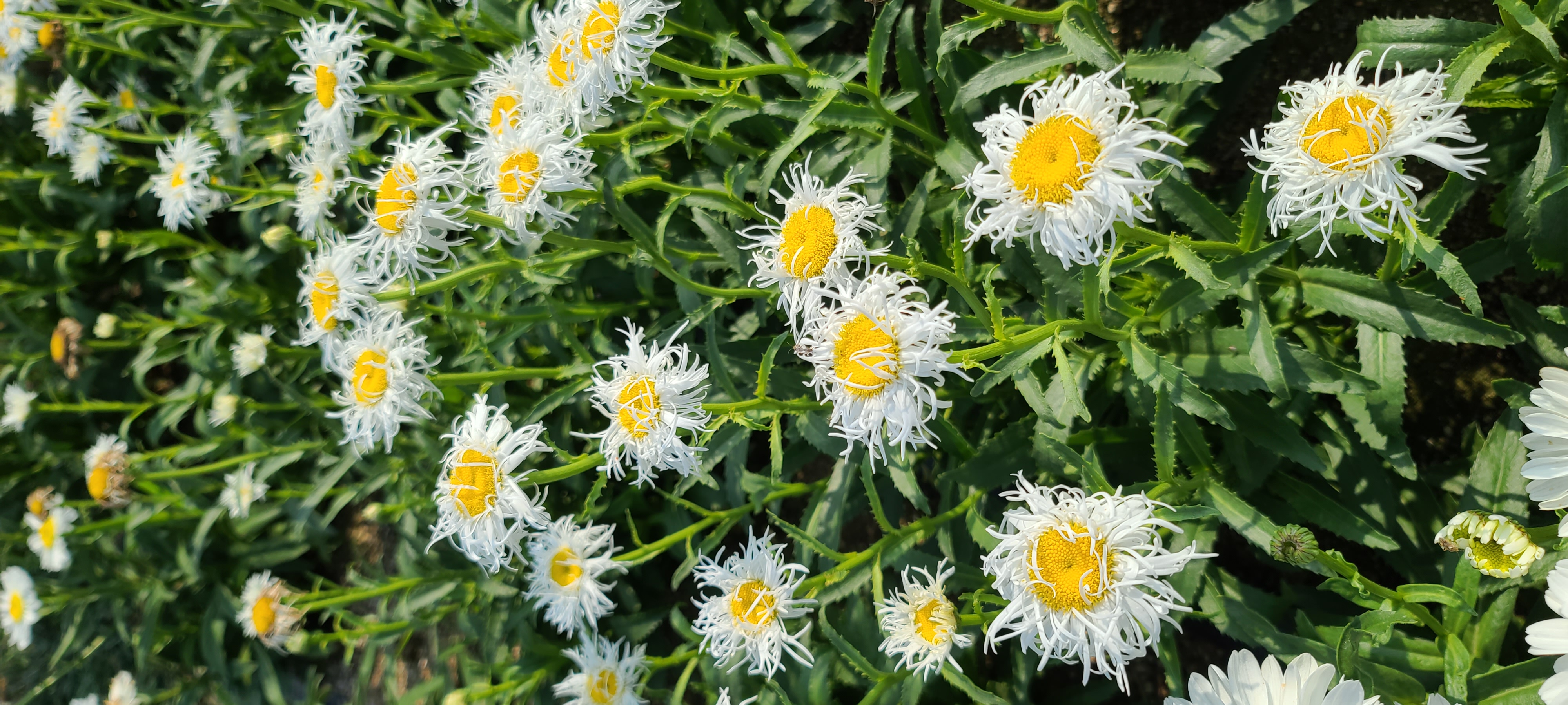Leucanthemum superbum 'Old Court Variety'
